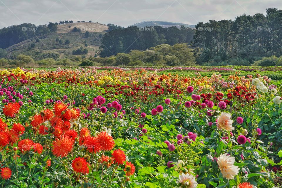 Northern California Field Of Flowers