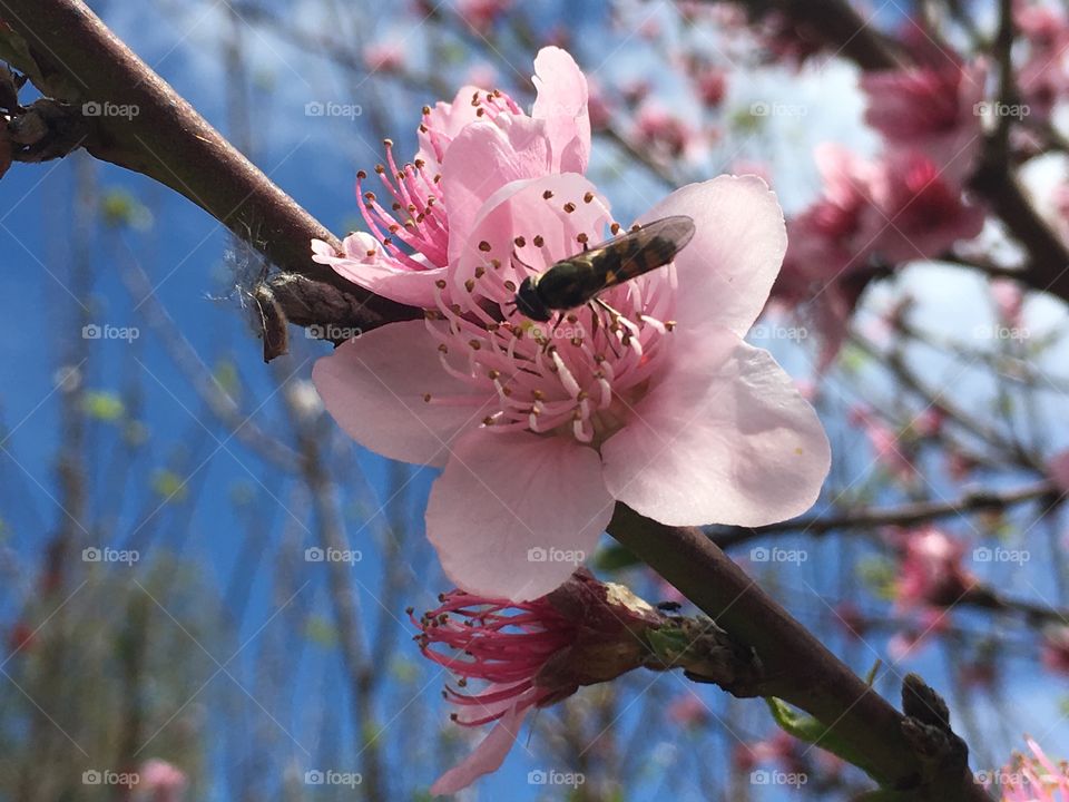 Pink fruit tree blossom, nectarine 