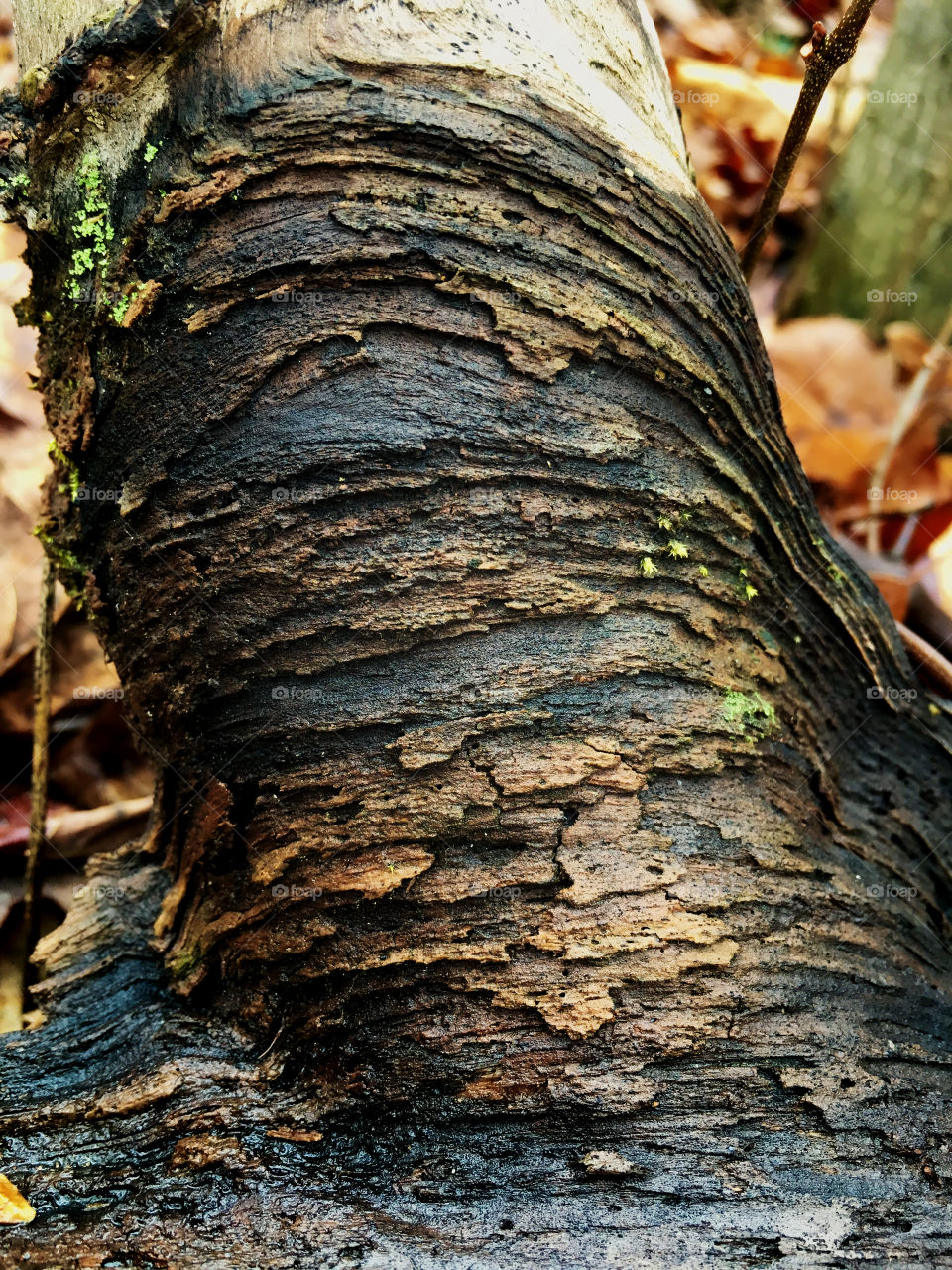 Organic texture of a decaying limb on an old downed tree