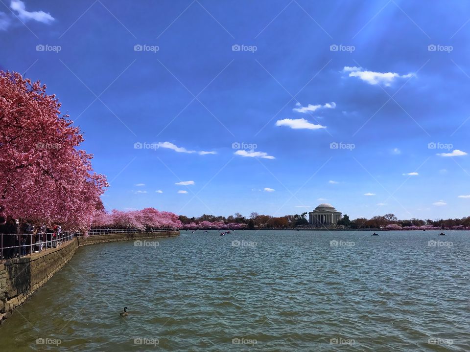 The Jefferson Memorial basks in the glory of the cherry blossoms in full bloom in Washington, DC’s Tidal Basin. 