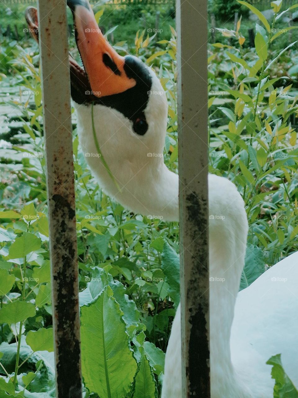 swan