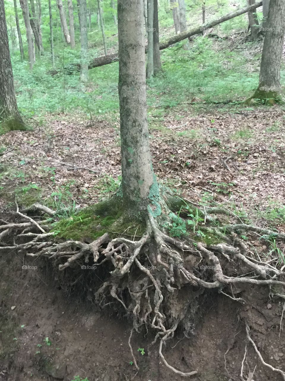 Cool tree roots exposed