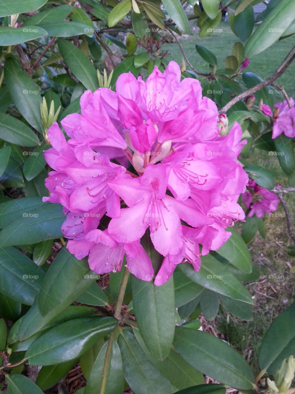 pink rhodendron