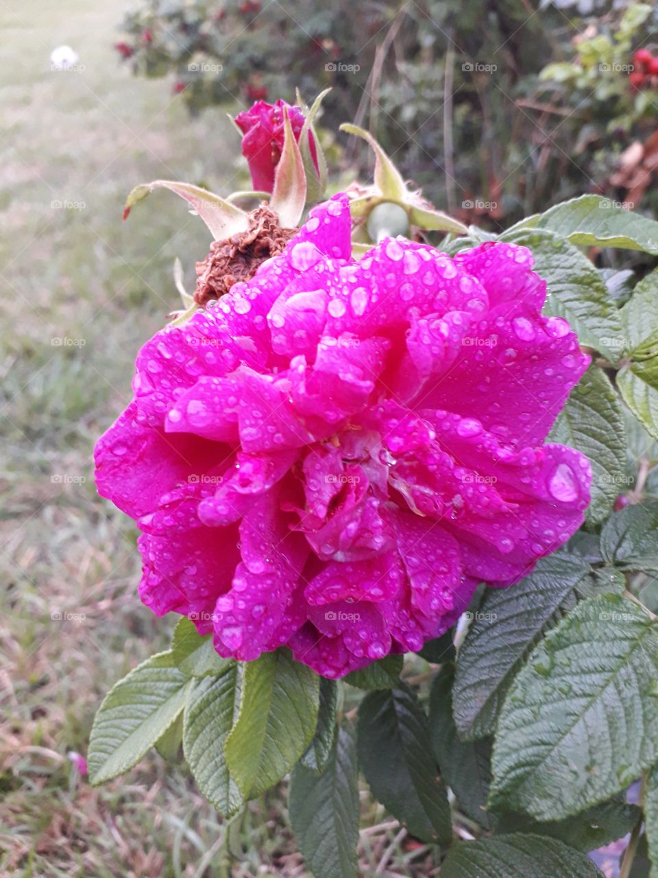 pink wild rose after rain