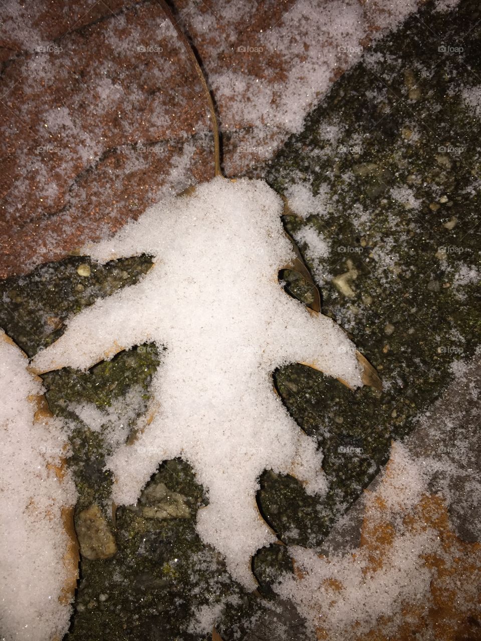 Snow ice leaf= perfection 