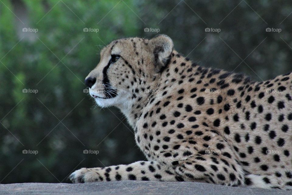 cheetah