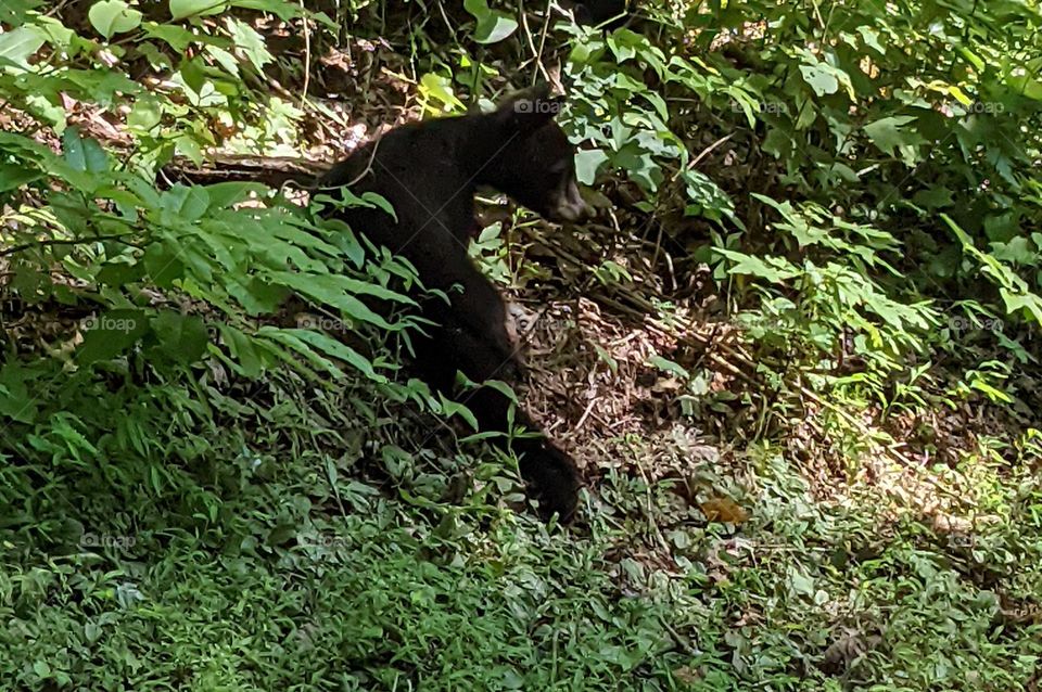 black bear cub