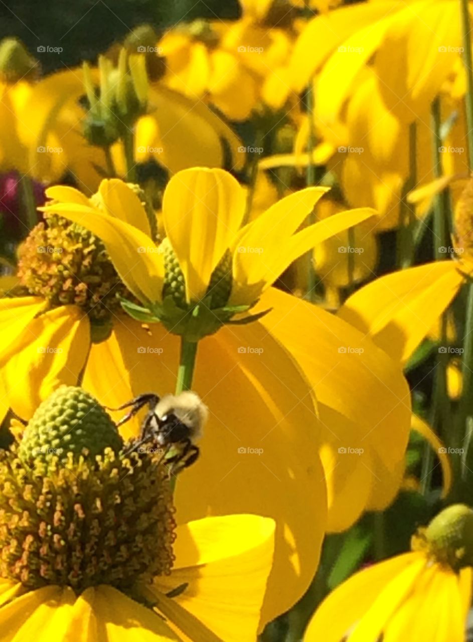 Insect pollinating on flowers