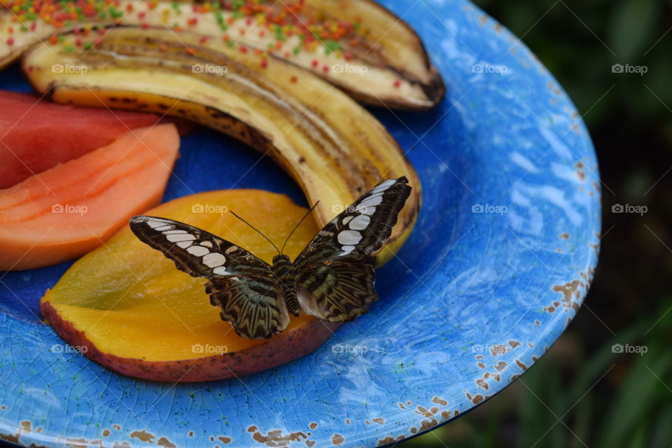 Butterfly eating fruit