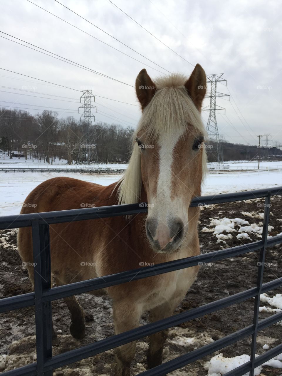 Adorable haflinger in the snow! 