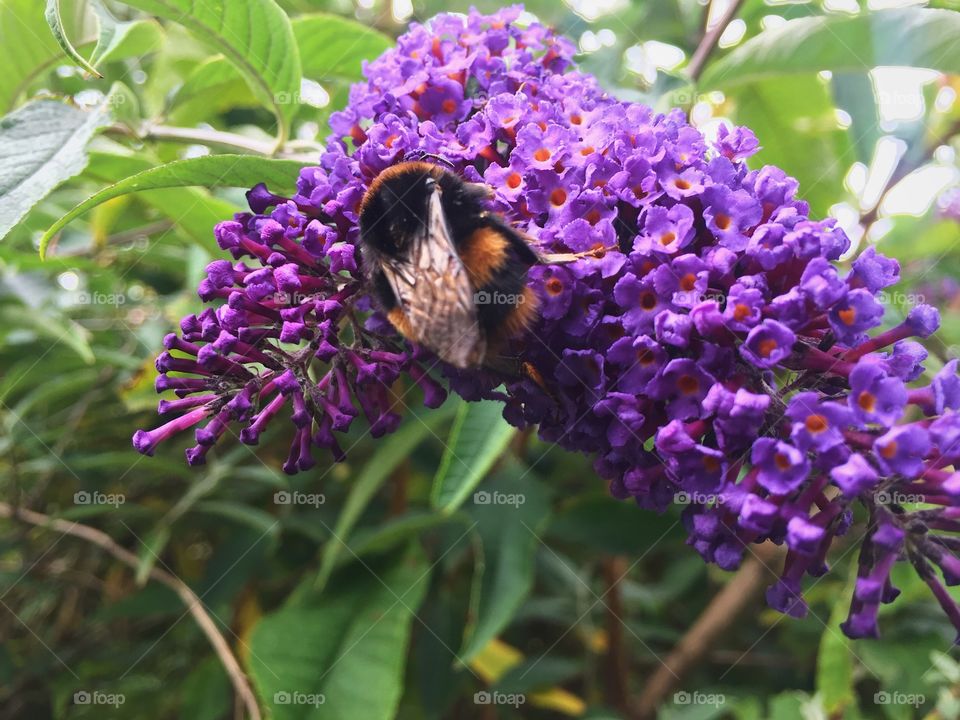 Nature, Flora, Flower, Leaf, Garden