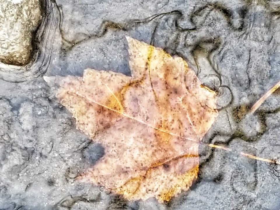 Leaf Underwater