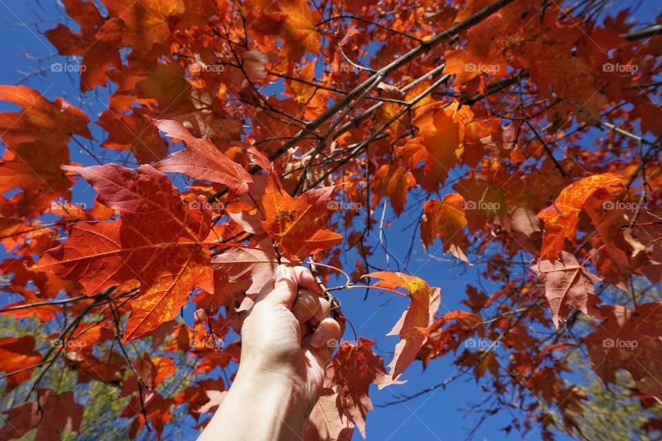 Human hand holding maple leaf