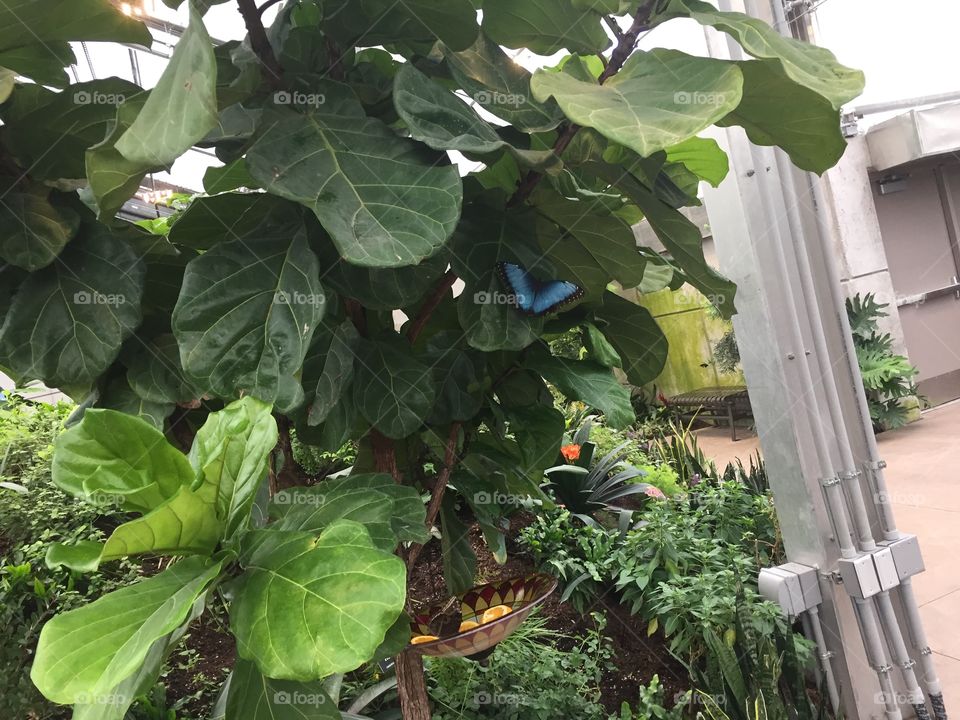 Lush Greenery, Rainforest, Greenhouse, Independence, Happiness, Resilience, Vitality, Longevity. 