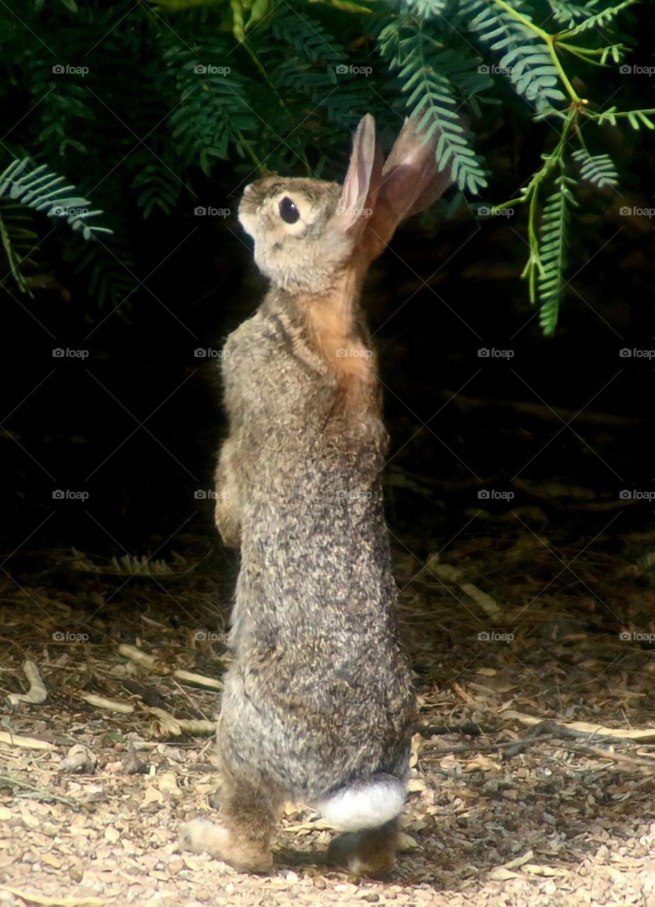 Rabbit Reaching for Breakfast