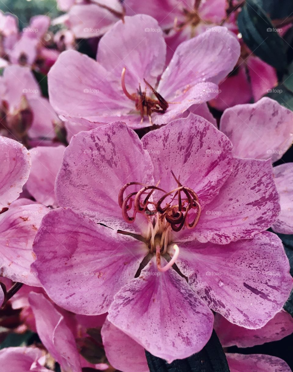 🇺🇸 A flower of Lenten so beautiful to inspire our day, with its rose petals and great charm. / 🇧🇷 Uma flor de quaresmeira tão bonita para inspirar nosso dia, com suas pétalas rosas e charme muito grande. 