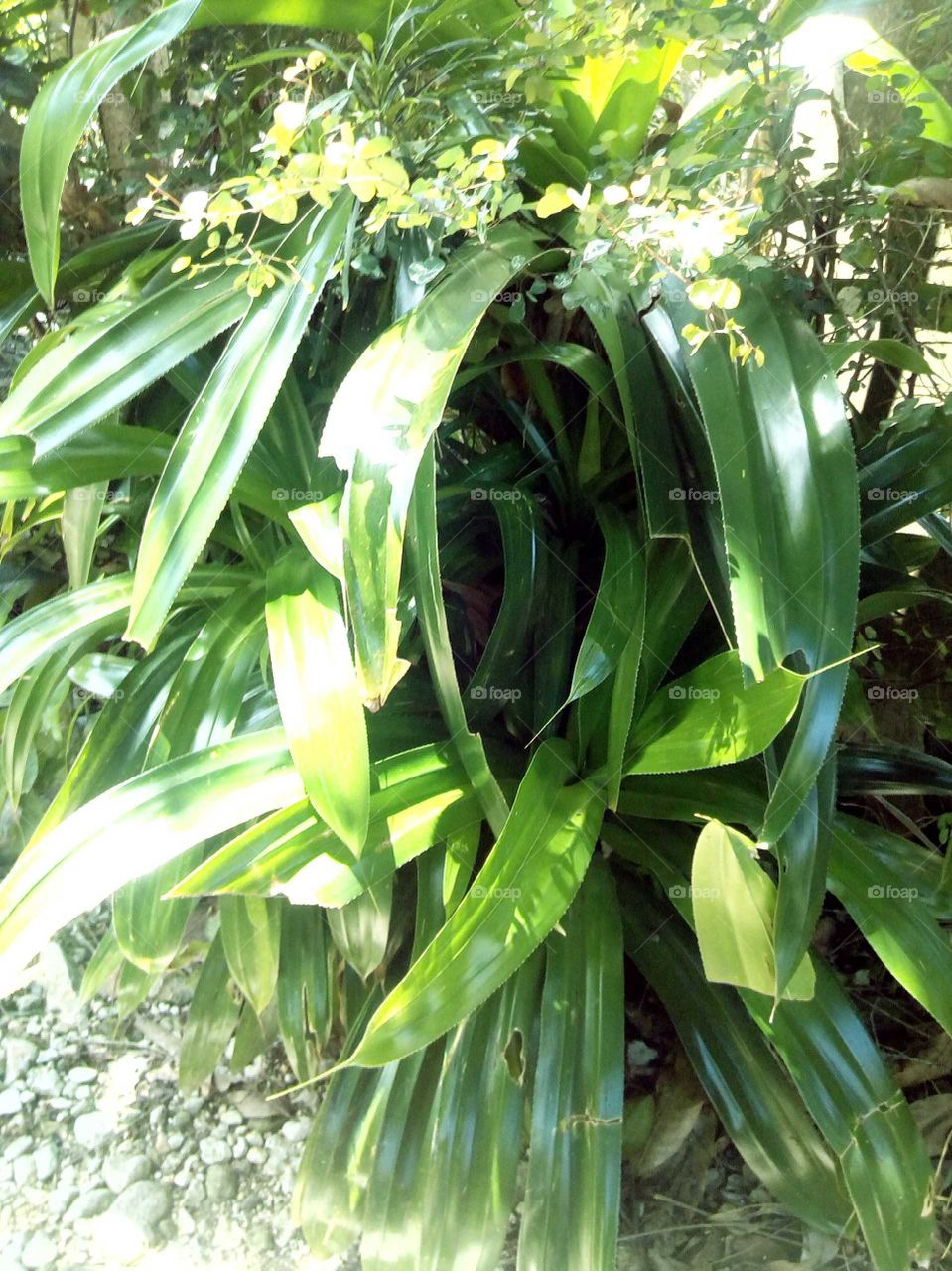 green planets is so beautiful to look at an to embrace I love nature just to see an touch.