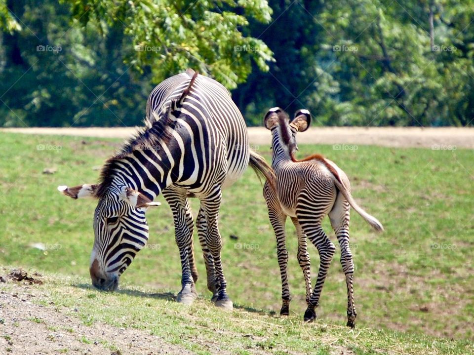 Mother zebra with young zebra in a field