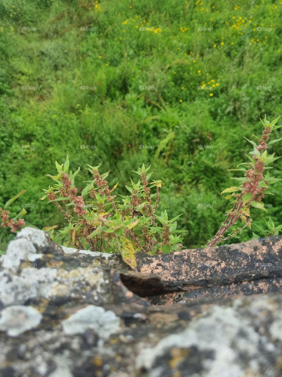 the plants grew where the edge would fall, this makes nature amazing