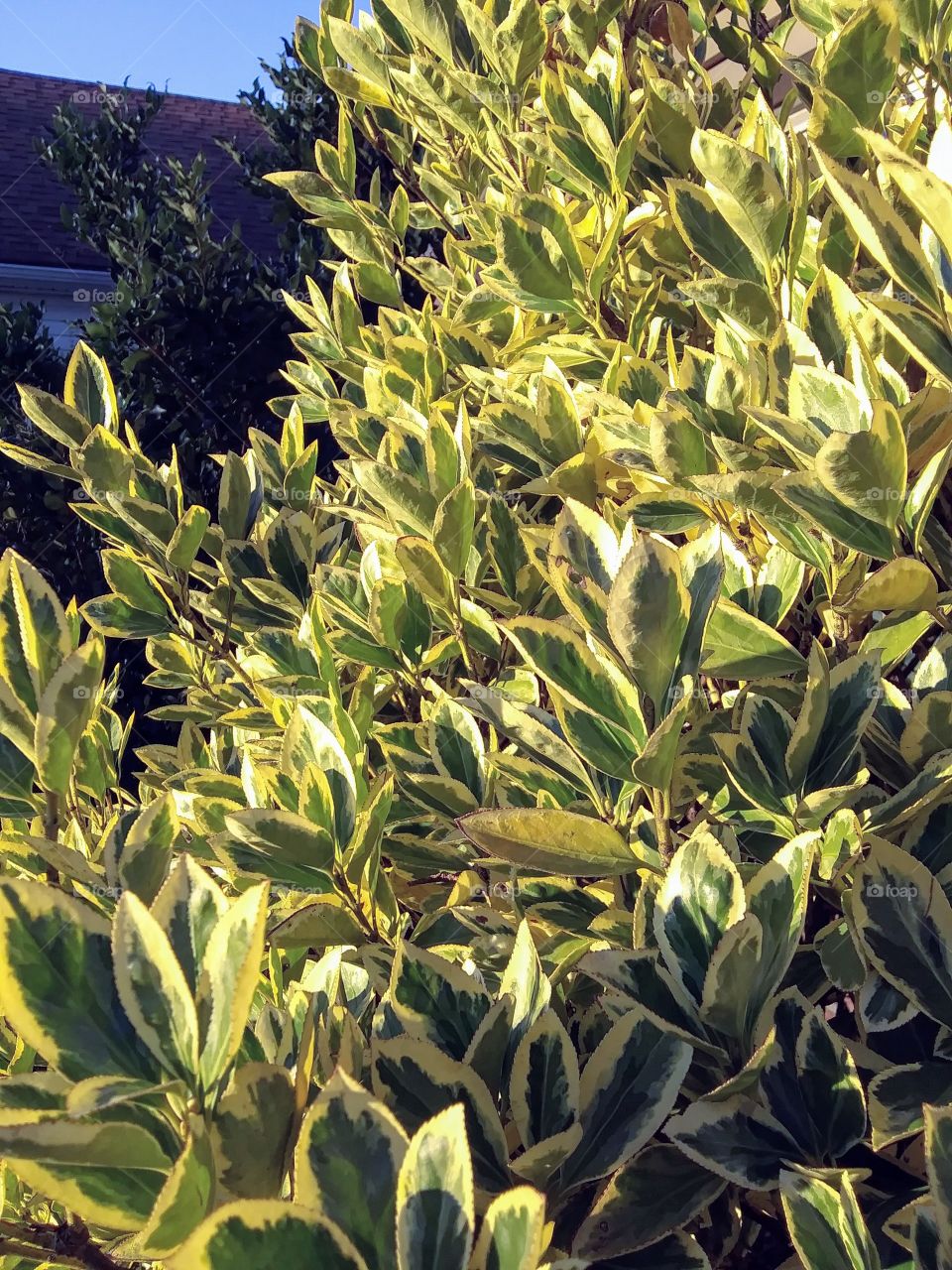 sunlight on a hedge