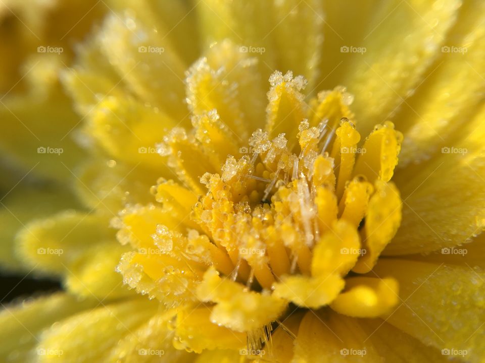 Frosty morning flowers