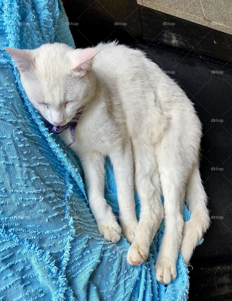 A gatinha está aproveitando o feriado da República e descansando. Ou seja: fazendo a mesma coisa que ela faz a semana inteira 😄