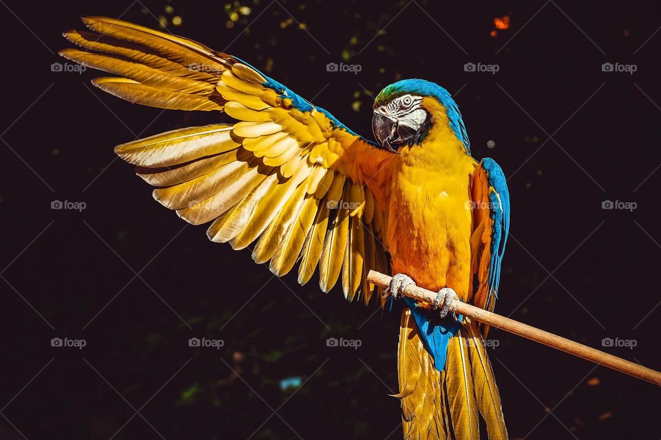 A beautiful yellow parrot sitting on a tree