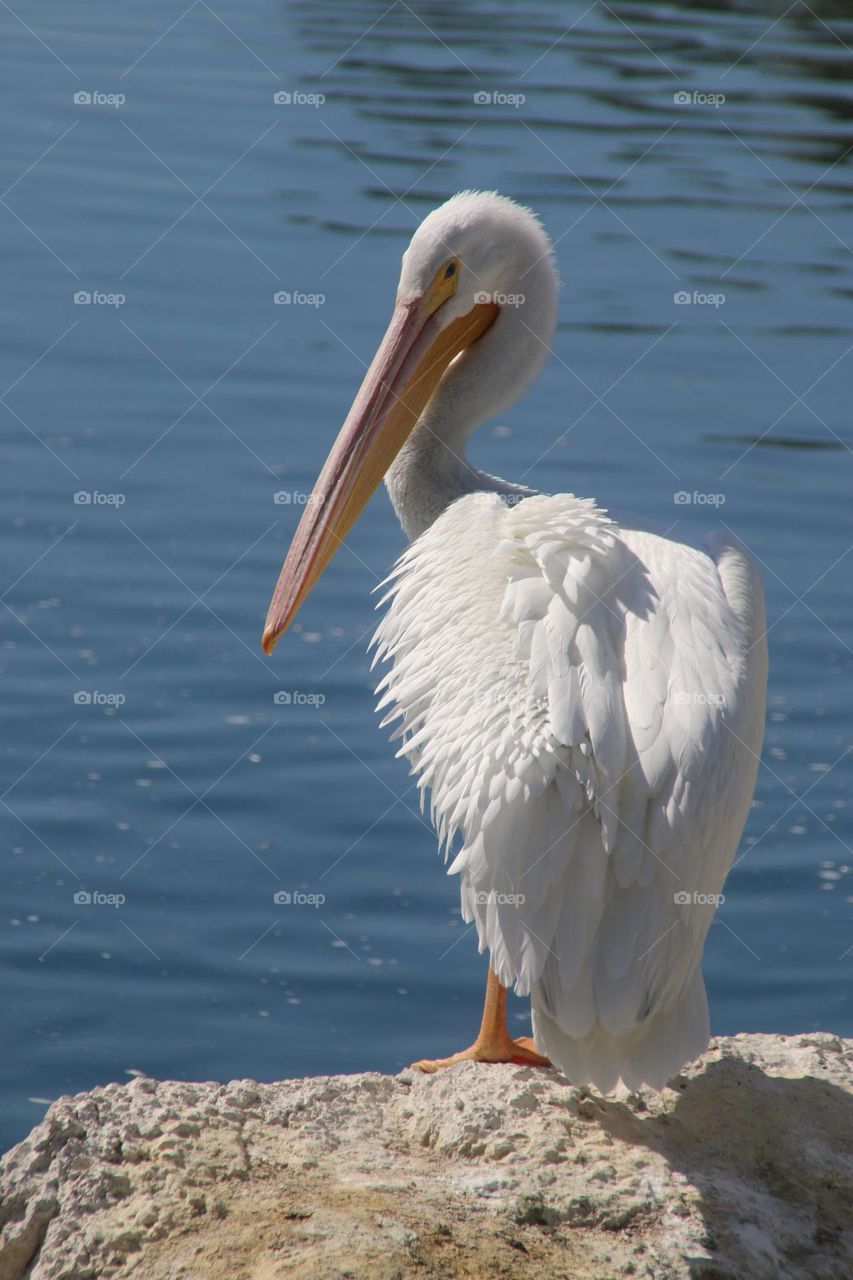 White Pelican on the Rocks