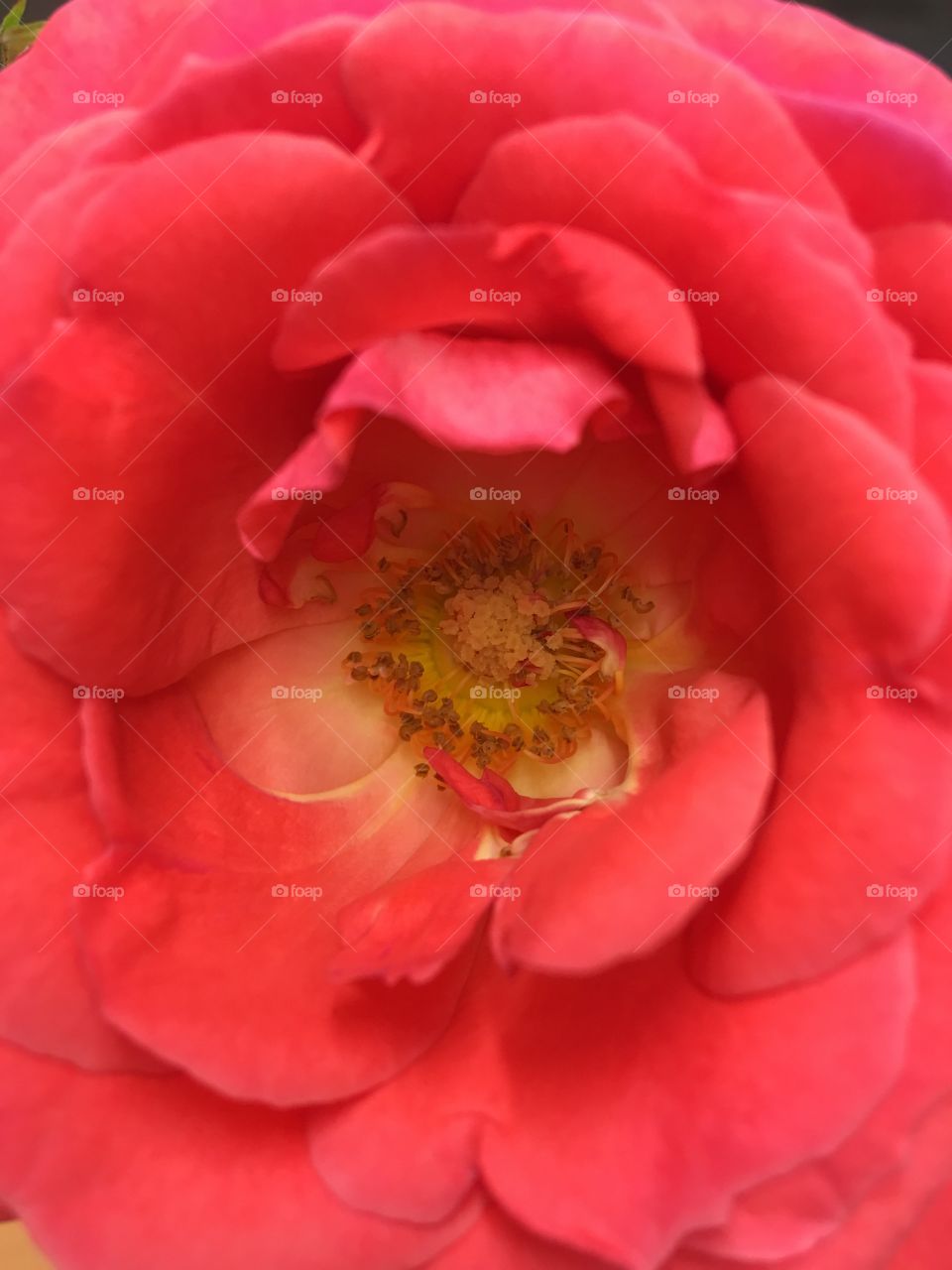 Up close flower
