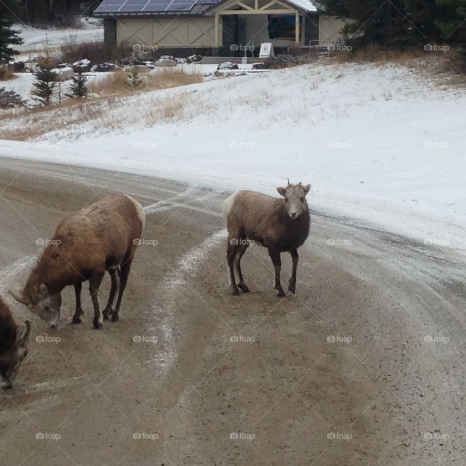 Wildlife on the road 