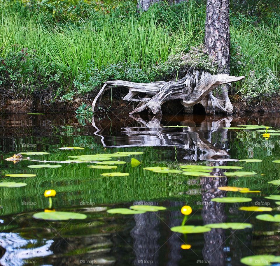 Root in water 