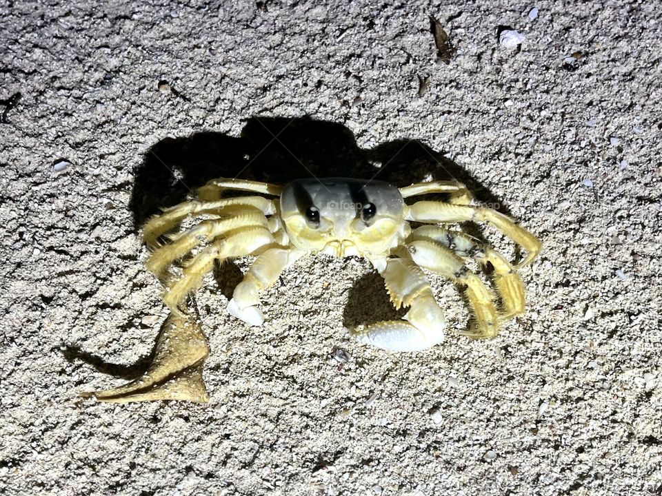 ghost crab