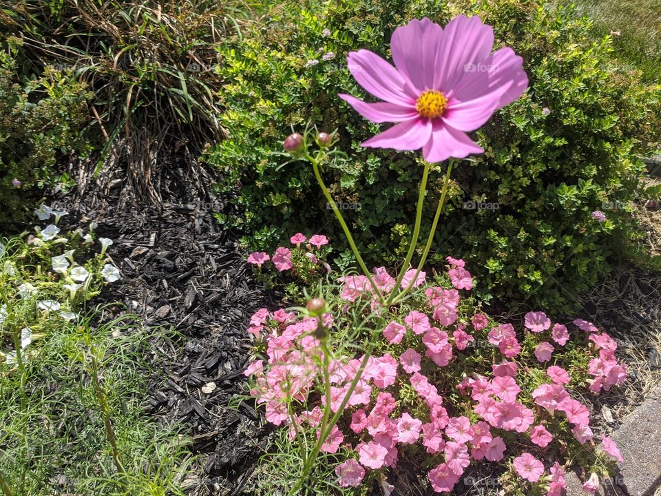 Always loved the beauty of " Pink" and it looks more attractive if it's a " Flower" no matter from where it blooms , it always adds the beauty of nature ❤️