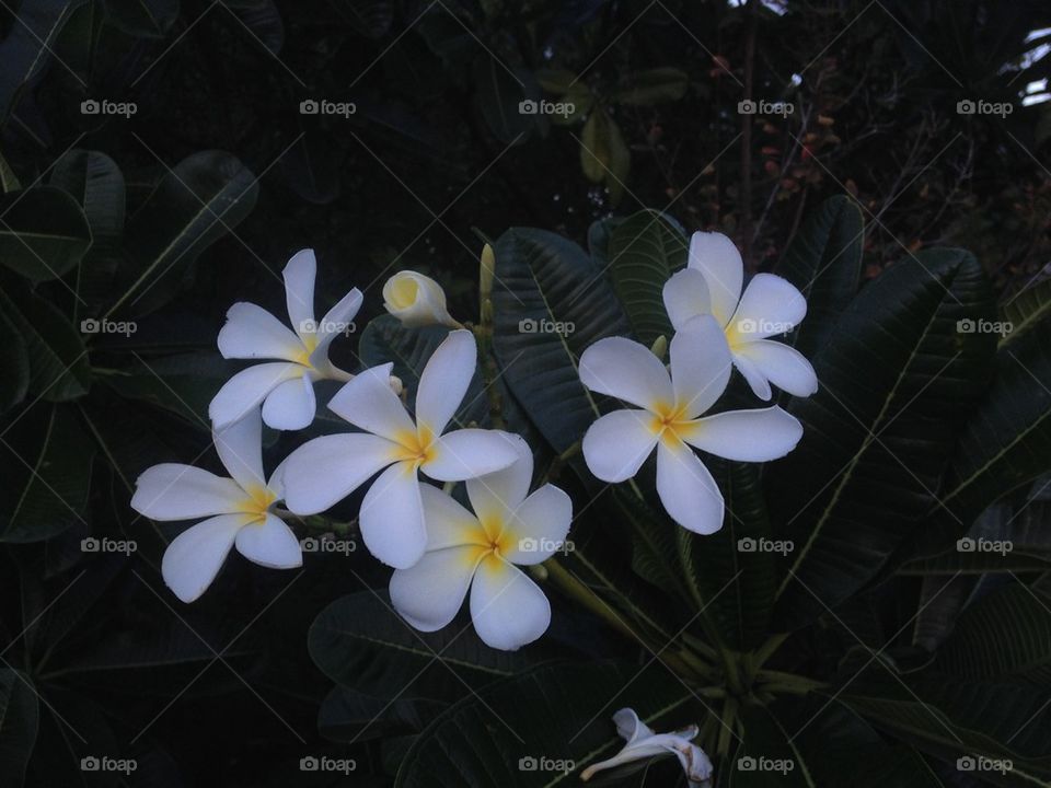 Frangipani Tree White Flowers