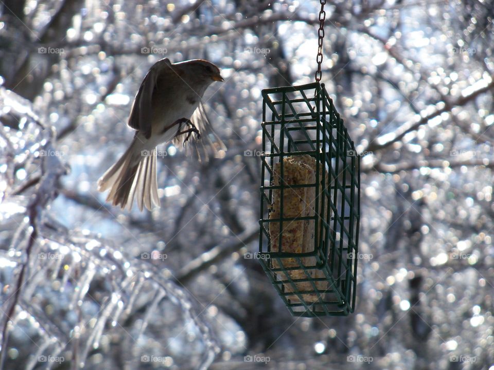 bird on bird feeder after ice storm