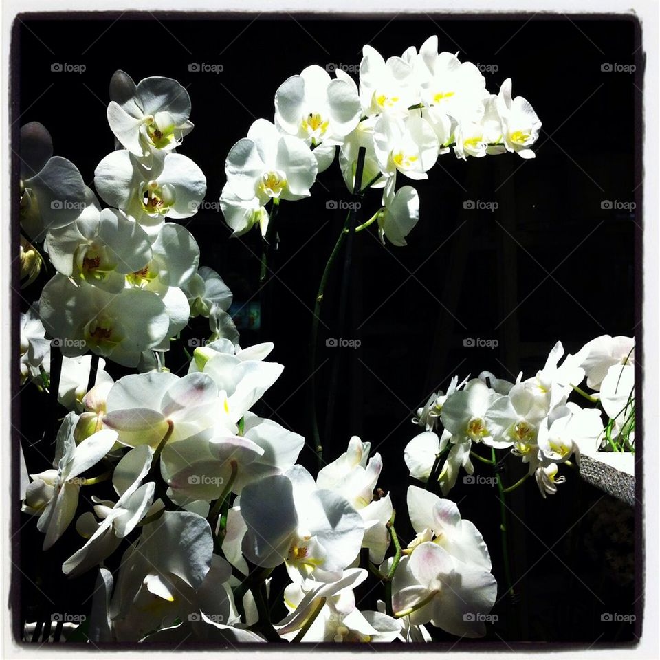 Orchidea by Kerstin