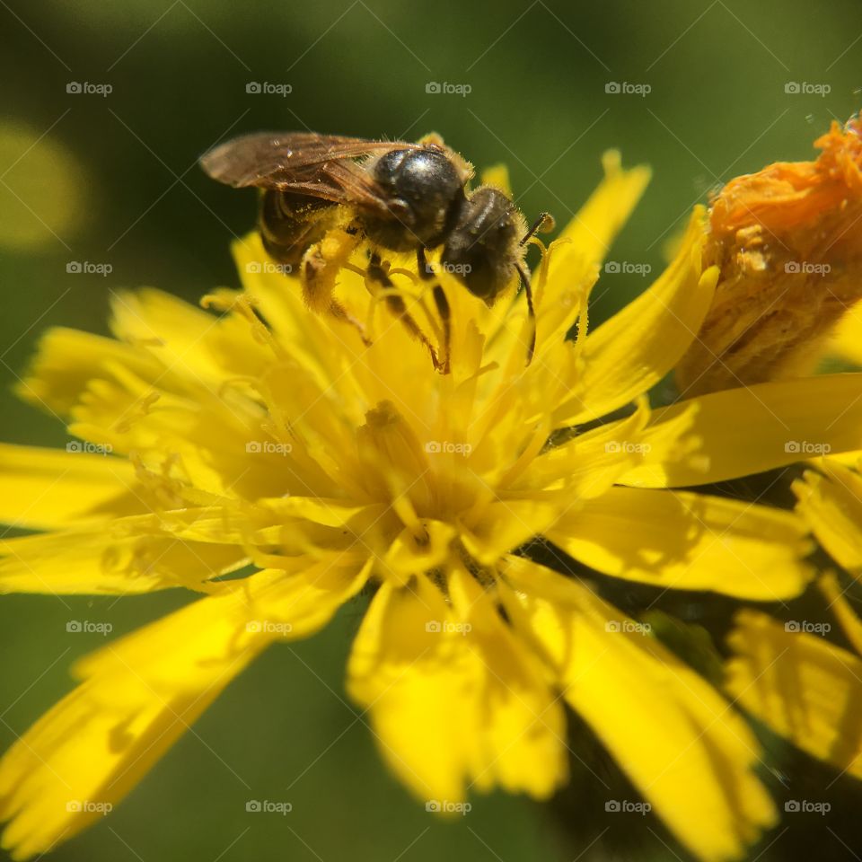 Bee collecting pollen