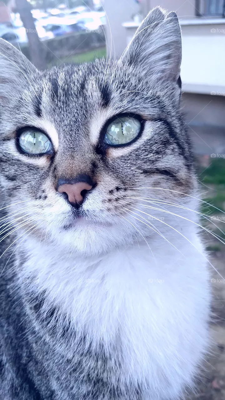 cat