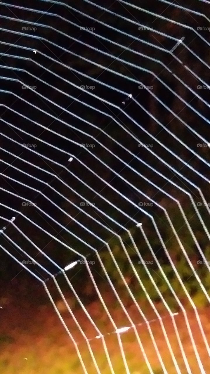 spiders web