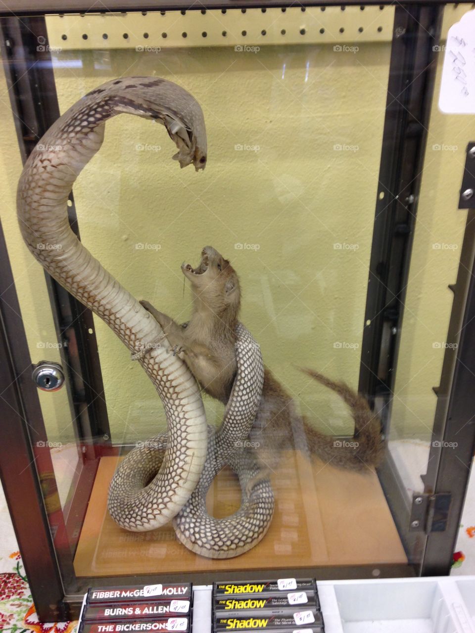 Snake, Reptile, Indoors, Animal, Museum