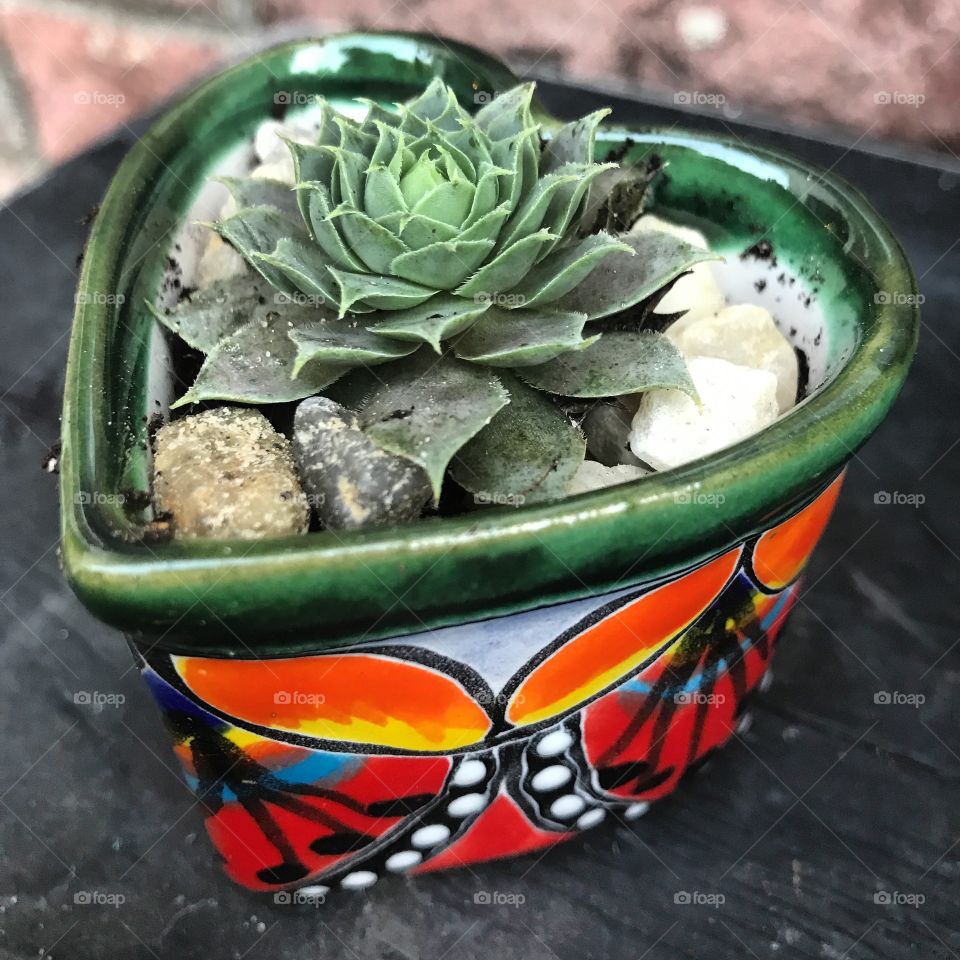 Tiny succulent in talavera pot
