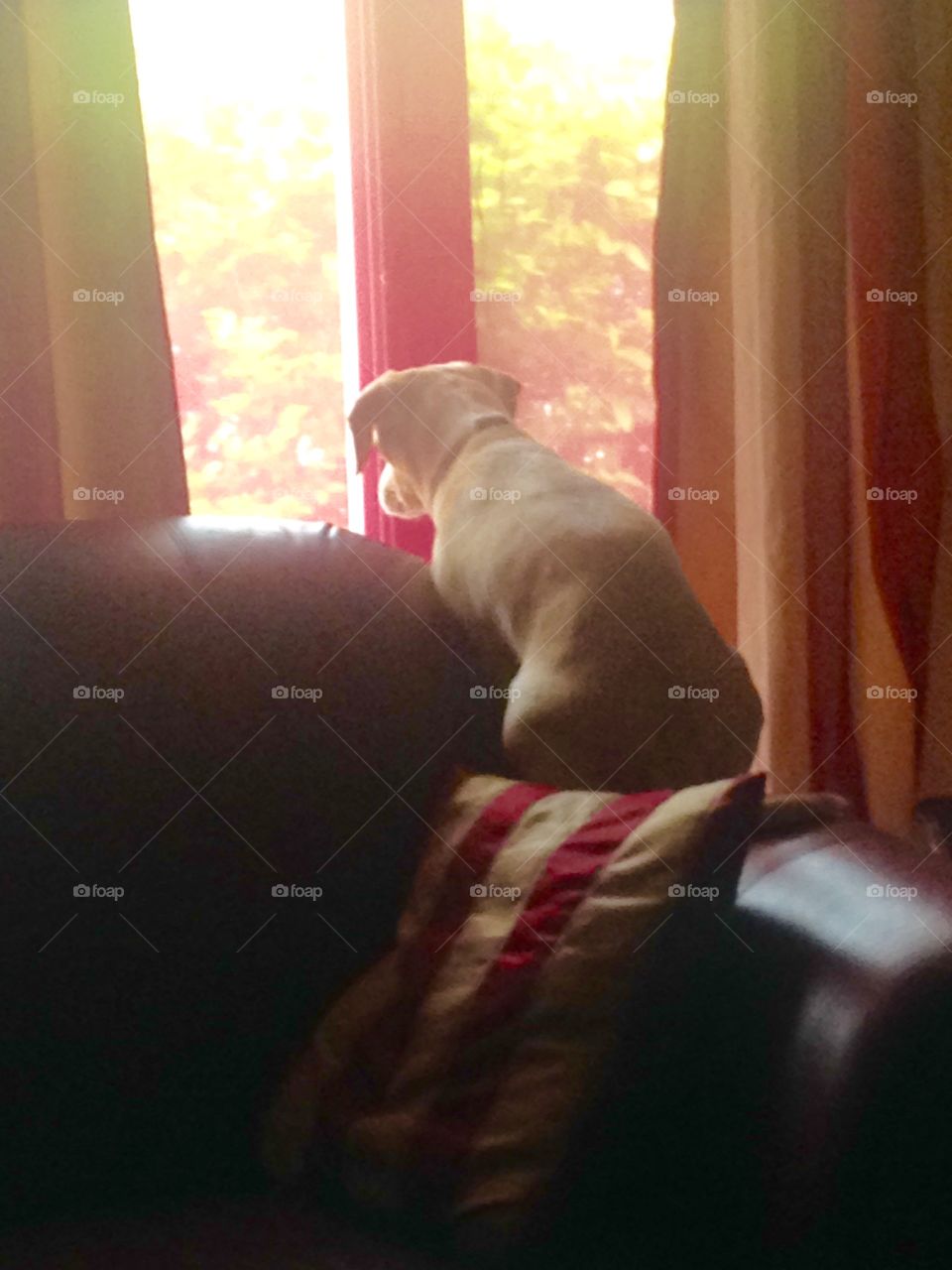 Intently watching the bunny 