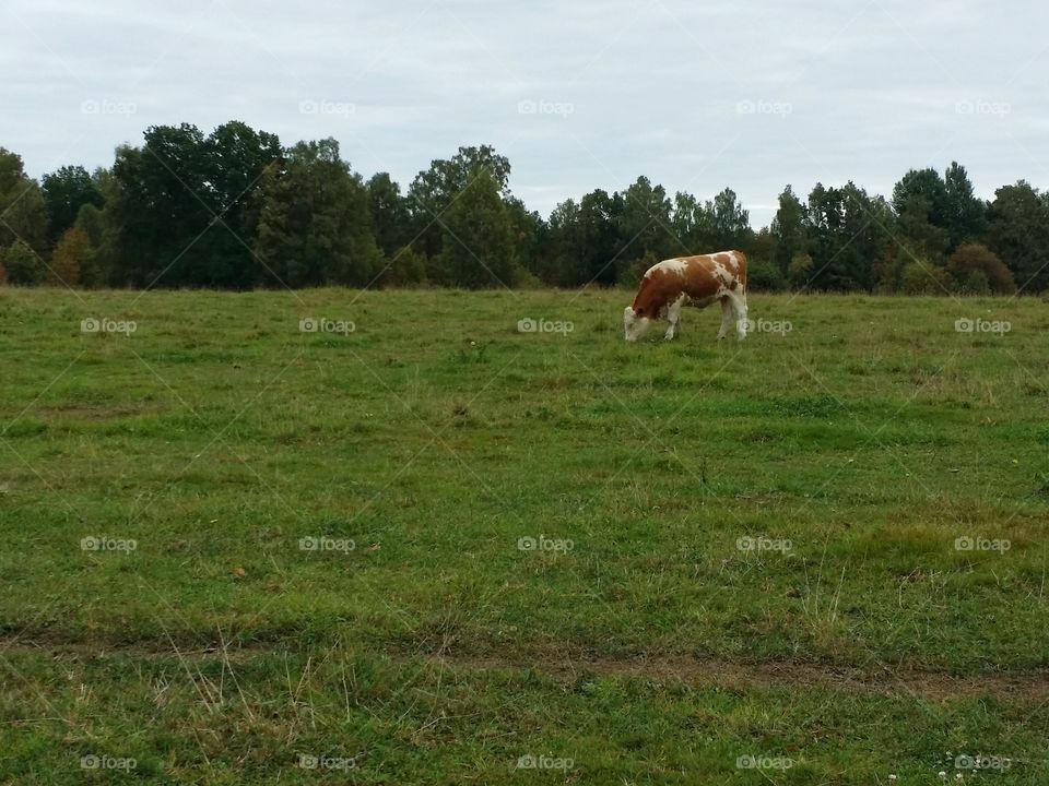 Cow on pasture