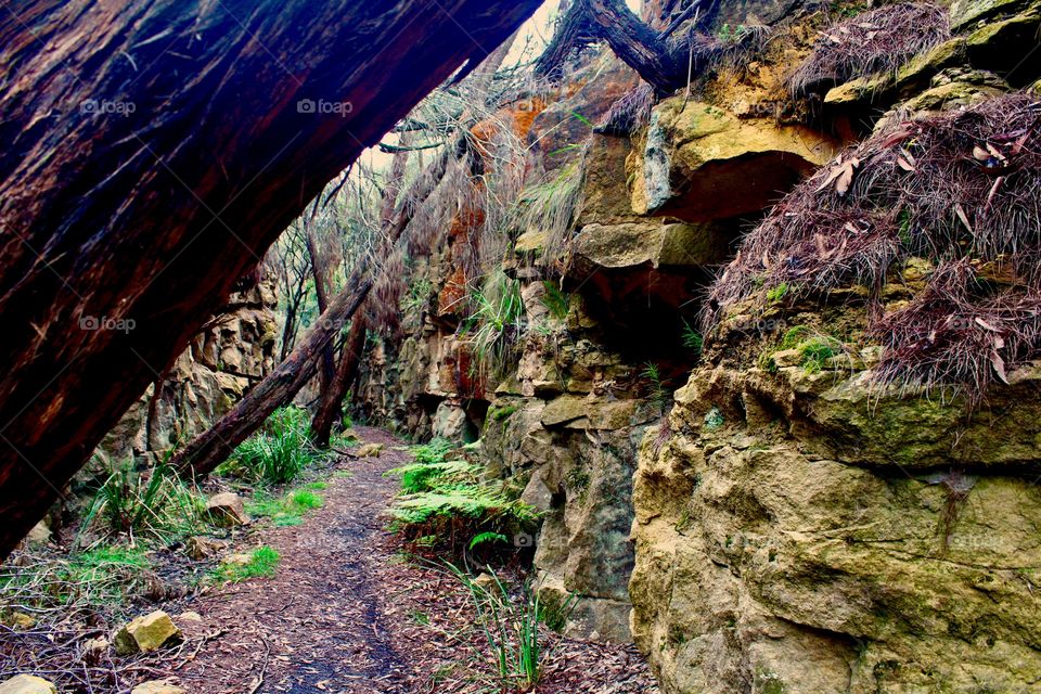 View of trail in forest
