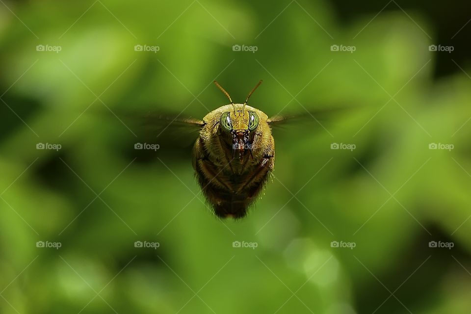 Male Carpenter Bee.