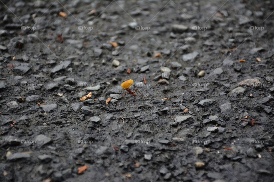 ant carrying pasta on pavement
