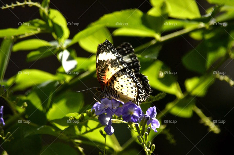 Butterfly on flower