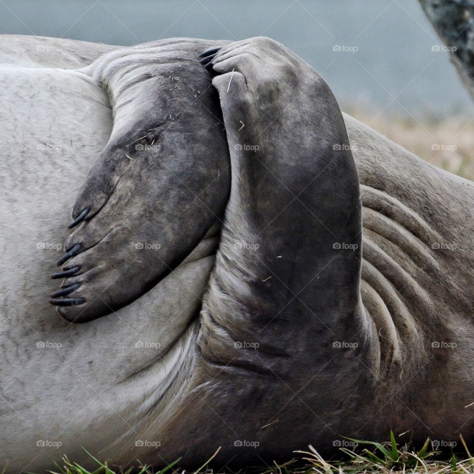 Detail of elephant seal hand like flippers