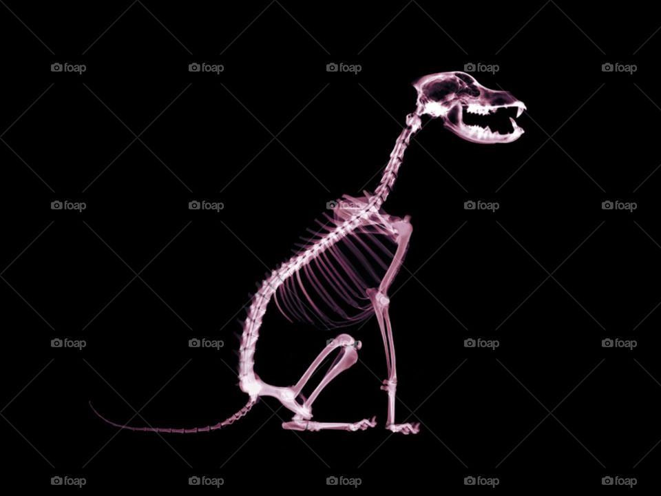 X-ray animal