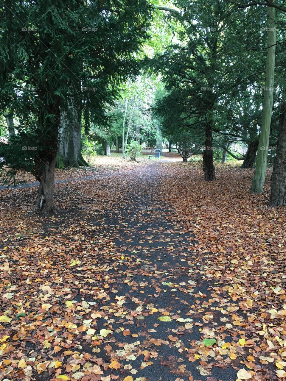 Leaves are beginning to fall in Southend Park ... Autumn is here 🍂